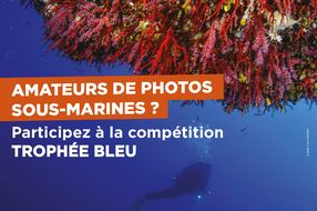 Amateurs de photos sous-marines ? Participez à la compétition 'Trophée bleu' !